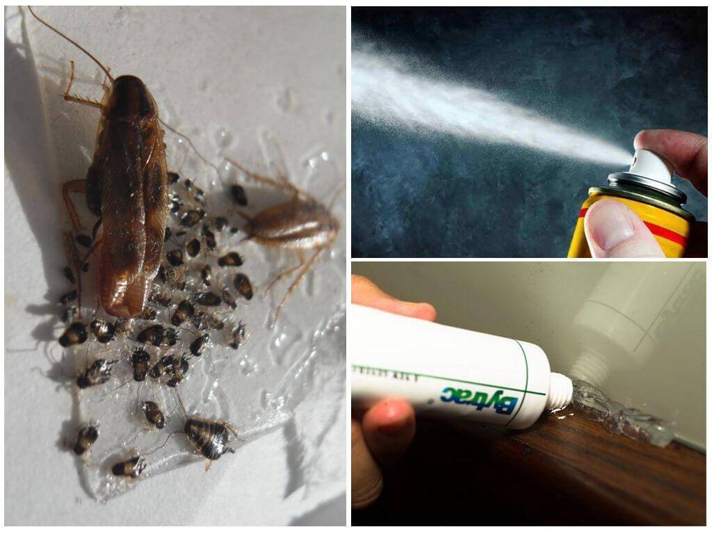 Как гарантированно избавиться от тараканов в домашних условиях