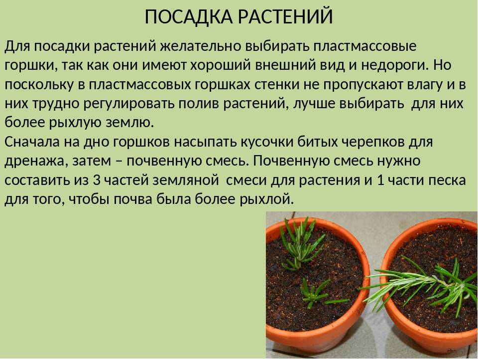Выращивание огурцов. полная инструкция: от посева семян до сбора урожая
