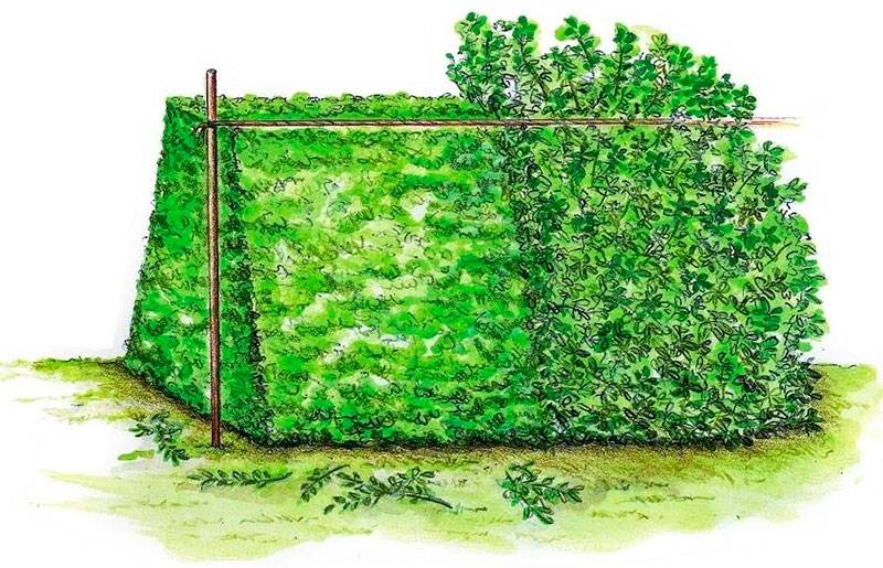 10 лучших идей из чего сделать живую изгородь