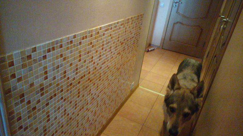 ᐉ как защитить стены от собаки? - zoomanji.ru