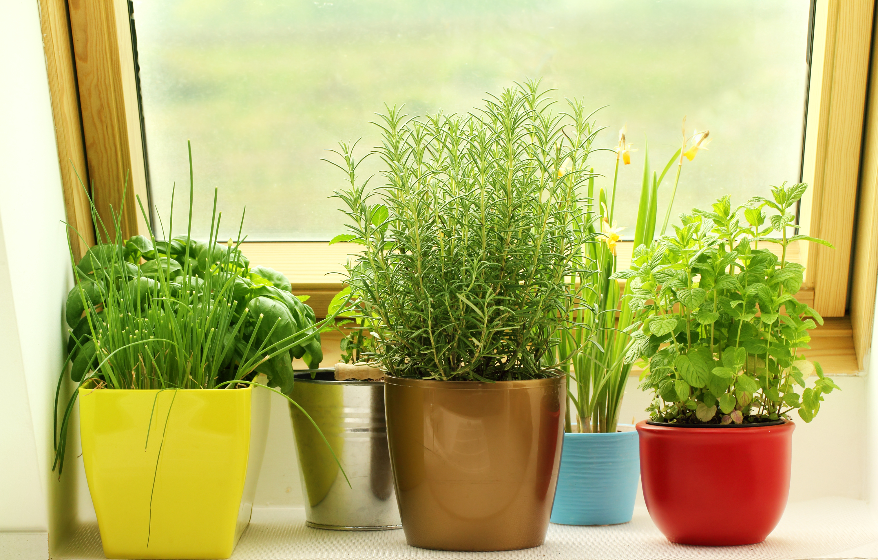 Что можно посадить на балконе или лоджии: выращивание овощей и зелени