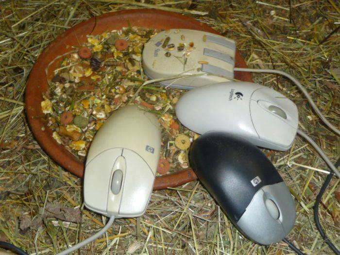 Самая дорогая мышка для компьютера: рейтинг