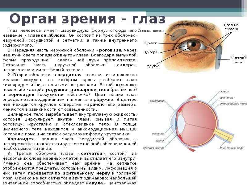 Как связаны слух и зрение? «ochkov.net»