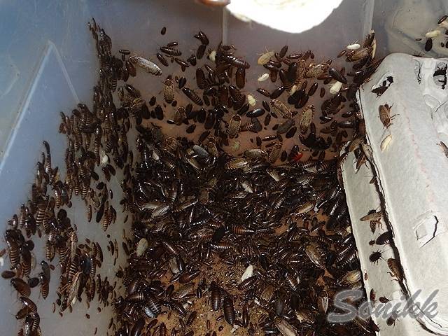 Cколько живут домашние тараканы в благоприятных и неблагоприятных условиях, сколько могут без еды, на холоде и в жаре