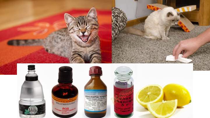 10 способов вывести запах кошачьей мочи с ковра