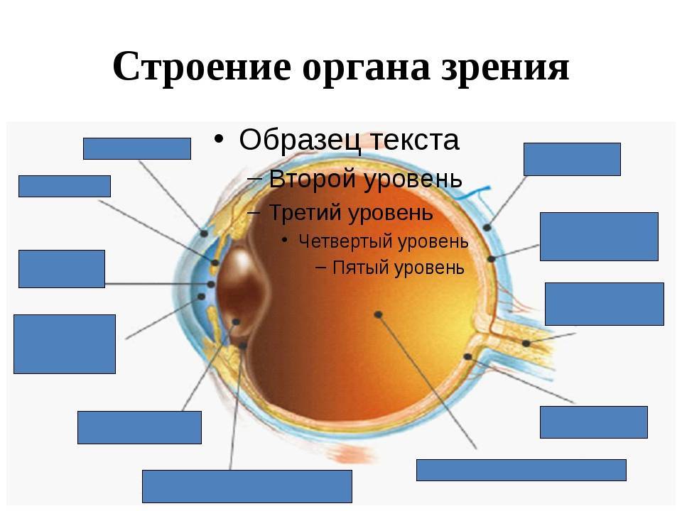 Зрение