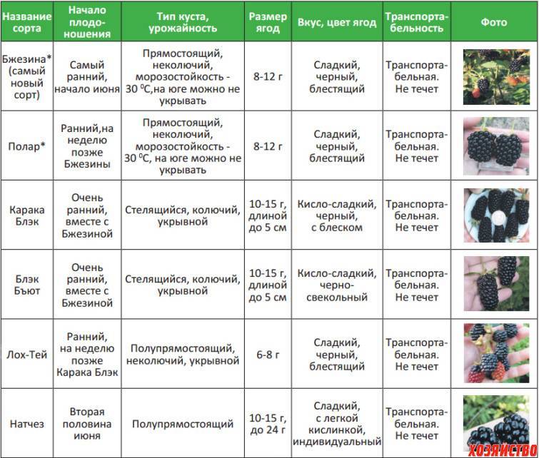 Ирисы: посадка и уход в открытом грунте, выращивание и размножение сорта, фото, сочетание в ландшафтном дизайне