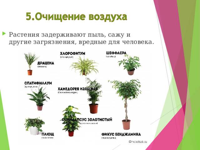 Самые полезные комнатные растения для дома