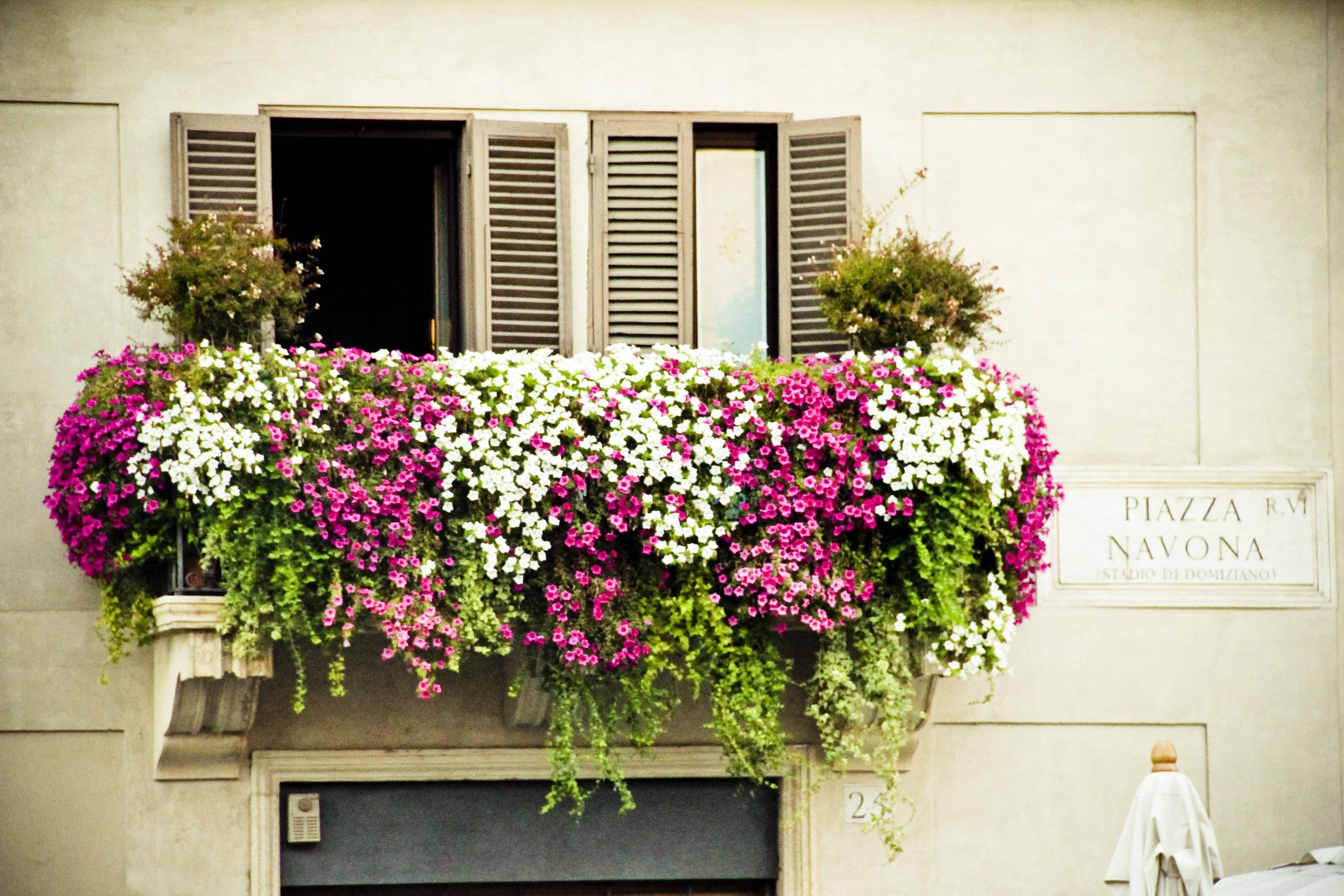 Цветы на балконе - какие лучше посадить на солнечную или северную сторону