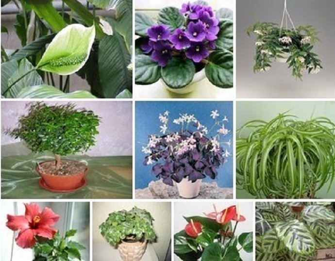 Топ-10 растений, приносящих богатство, счастье и деньги в дом